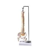 Tam Boy Femur Eklemli Esnek Omurga İskeleti  45 cm model 37 - 1