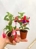 Küpeli Fuchsia Çiçeği Fidanı 10-20 Cm thumbnail 2