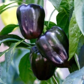 Dolmalık Siyah Biber Tohumu (15 adet) - 1