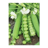 Bursa Tohum Araka Kürül Bezelye 100 gr - 1