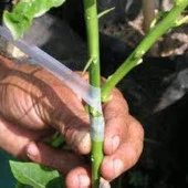 Ağaç Meyve Aşı Bandı Aşılama Bağı Fidan Bant 170 gram 2 Adet thumbnail 2