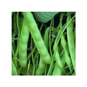 Balkız Oturak Fasulye 100 gr - 1