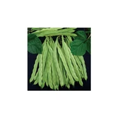 Fito 06/08 Oturak Fasulye 100 gr - 1