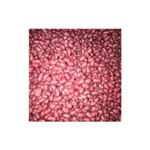 Gina Oturak Fasulye Tohumu 100 gr - 2