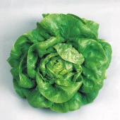 Kışlık İri Kıvırcık Marul Tohumu (1 gram) - 1