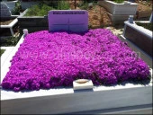 Saksılı Mor Acem Halısı Fidanı 5-15 Cm 10 Adet thumbnail 1