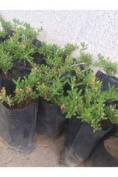 Acem Halısı Fidanı 3 Adet 10-20 Cm - 1