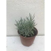 Dış Mekan Lavanta Fidanı 20 Adet 15-25 cm Intermedia thumbnail 1