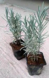 Dış Mekan Lavanta Fidanı 20 Adet 15-25 cm Intermedia thumbnail 3