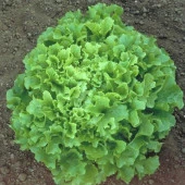 Waldman's Green Marul Tohumu (100 tohum) - 1