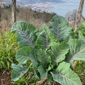 Kara Lahana (Karadeniz) Tohumu (2 gram) - 1