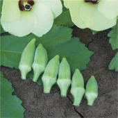 Doğal Kısa Saplı Japon Bamyası Tohumu (25 gram) - 1