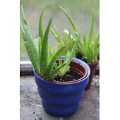 Aloe vera bitkisi 1 kök - 2