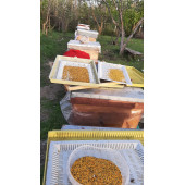 ARI POLENİ KURUTULMUŞ 250GRAM - 2