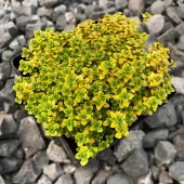 Yayılıcı Altın Kekik Archers Gold Aromatik Kekik Fidesi (2 Adet) thumbnail 1