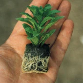 Yayılıcı Sambesi Aromatik Kekik Fidesi (2 Adet) - 2