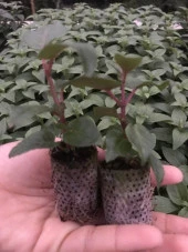 XXl Çiçekli Deep Purple Küpe Çiçeği Fidesi (1 adet) - 2