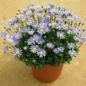 Felicia Amelloides Mavi Papatya Çiçeği Fidesi (2 adet) thumbnail 4