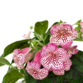 Koleksiyonluk Elvira Kohleria Japon Küpelisi Çiçeği Fidesi (Mini Saksıda) thumbnail 1