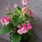 Koleksiyonluk Elvira Kohleria Japon Küpelisi Çiçeği Fidesi (Mini Saksıda) thumbnail 2