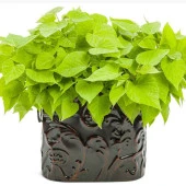 Papas Light GreenTatlı Patates Fidesi(1 Adet) - 1