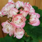 Koleksiyonluk Denise Appleblossom Gül Sardunya Çiçeği Fidesi (1 adet) thumbnail 1