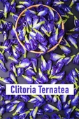 Mavi Kelebek Çayı - Butterfly Pea - Vakumlu Paket 50 gr - 3