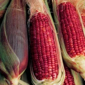 Doğal Kırmızı Ruby Mısır Tohumu (10 tohum) - 1