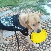 BUFFER® Katlanabilir Kedi Köpek Mama ve Su Kabı Köpek Oyuncağı - 9
