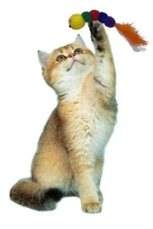 BUFFER® Yumuşacık İpli Tırtıl Şeklinde Rengarenk Sevimli Evcil Hayvan Oyuncağı - 5