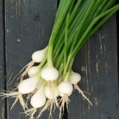 Crystal White Wax Beyaz Soğan Tohumu (50 tohum) - 1