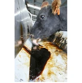 Melas 42 kg - Sülfürsüz Organik Şeker Pancarı Melası - Pekmez thumbnail 2