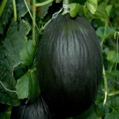 Karabey Siyah Kışlık Kavun Tohumu (10 gram) - 1