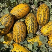 Kırkağaç (589) Kavun Tohumu (4 gram) thumbnail 1