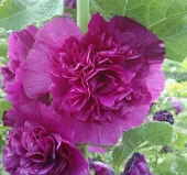 Gülhatmi ( Katmerli Büyük Çiçekli ) - LİLA ( 5 Tohum ) - 1