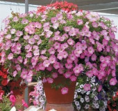 Petunya - Büyük Dev Salkım Sarkıcı - PEMBE NOKTA ( 5 Tohum ) - 1