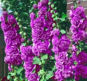 Gülhatmi ( Katmerli Büyük Çiçekli ) - LİLA ( 5 Tohum ) - 2