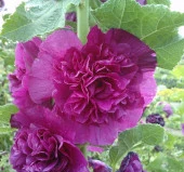 Gülhatmi ( Katmerli Büyük Çiçekli ) - MOR ( 5 Tohum ) - 2