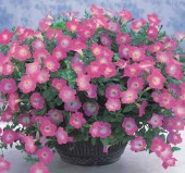 Petunya - Büyük Dev Salkım Sarkıcı - PEMBE NOKTA ( 5 Tohum ) - 2