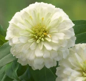 Zinnia ( Kirli Hanım ) Büyük Geniş Çiçekli - BEYAZ ( 5 Tohum ) - 1
