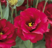 Lisianthus ( Lale Gül ) Gelin Buketi Serisi - KIRMIZI ( 5 Tohum ) - 1