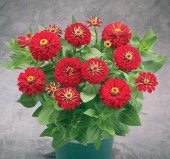 Zinnia ( Kirli Hanım ) Büyük Geniş Çiçekli - KIRMIZI ( 5 Tohum ) - 2