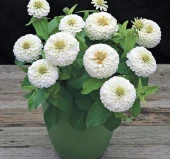 Zinnia ( Kirli Hanım ) Büyük Geniş Çiçekli - BEYAZ ( 5 Tohum ) - 2