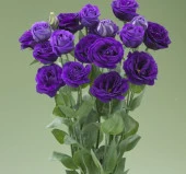Lisianthus ( Lale Gül ) Gelin Buketi Serisi - MOR ( 5 Tohum ) - 1