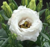 Lisianthus ( Lale Gül ) Julyet Serisi - BEYAZ ( 5 Tohum ) - 1