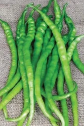 Acı Kıl Biber Tohumu 10 Gr - 1