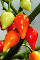 Misket Biberiye Biber Tohumu 5 gr - 1