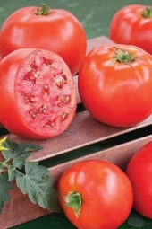 Domates Tohumu H.2274 5 Gr - 1