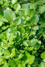 Roka Tohumu 10 Gr - 2