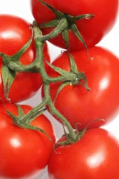 Domates Tohumu Falcon 5 Gr - 1